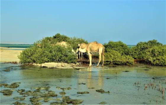 Wadi El Gemal Protected Area_lagardienne_dunil (1)