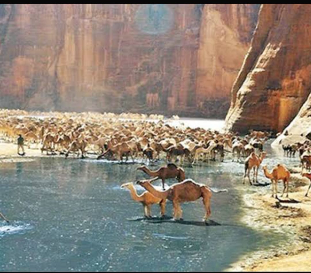 Wadi El Gemal Protected Area_lagardienne_dunil (10)