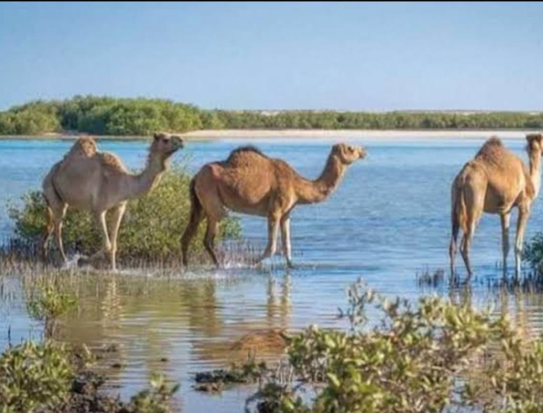 Wadi El Gemal Protected Area_lagardienne_dunil (7)