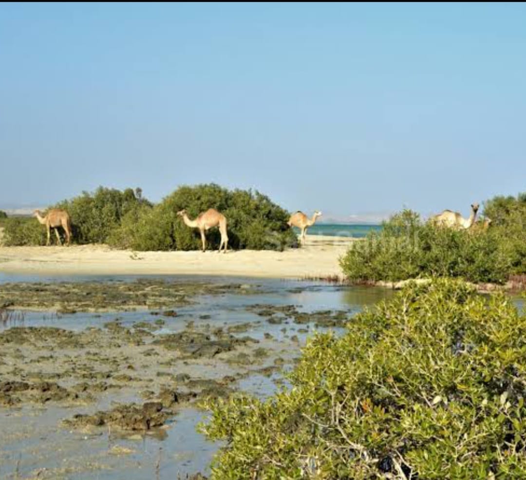 Wadi El Gemal Protected Area_lagardienne_dunil (9)